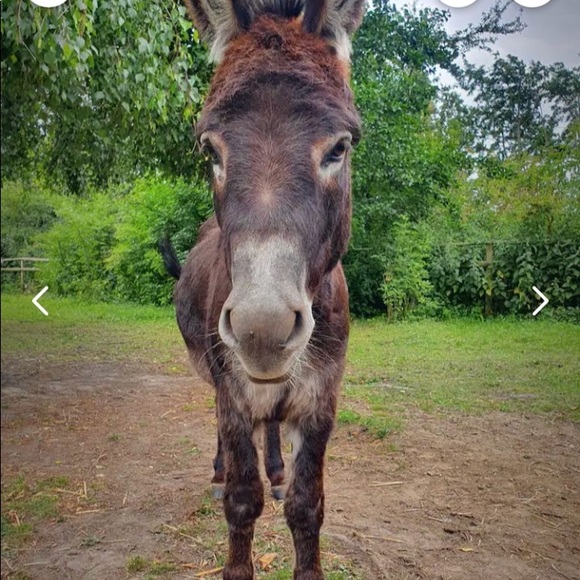 Meet your Posher, Lesly - Picture 8 of 16